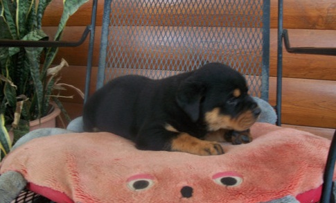 11 week old Rottweiler pups