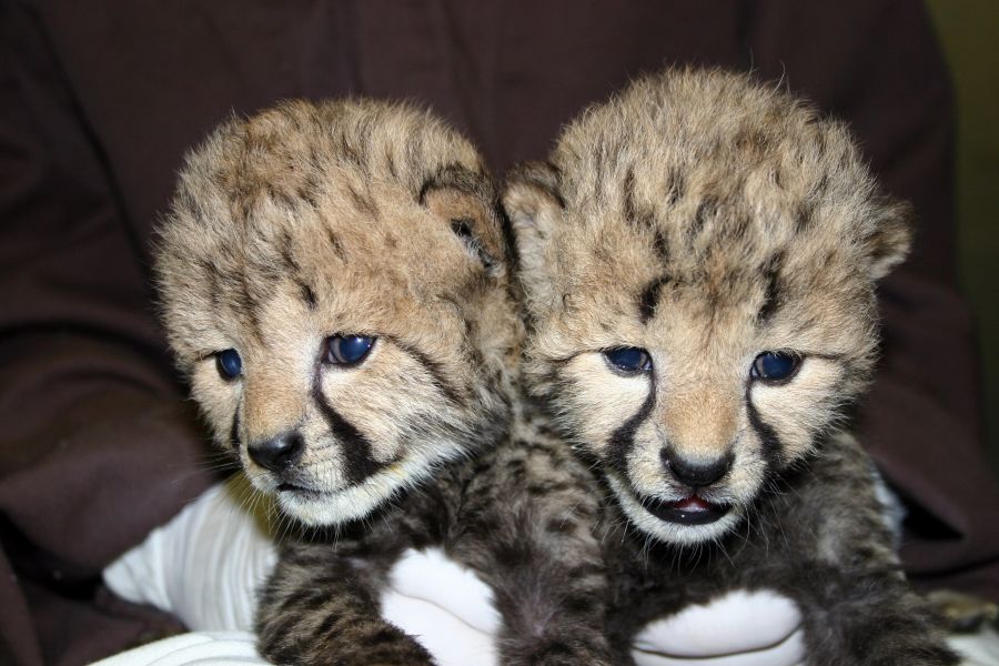 Environmental Cheetah Cubs for Homes