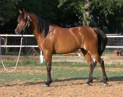  Six year old Burnish bay Arabian mare for a new rider.