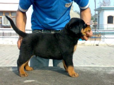 Quality Rottweiler Puppies For New Homes.