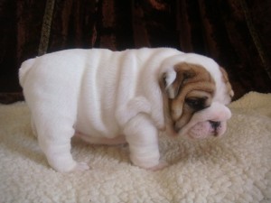 Charming & Healthy English Bulldog Puppies Available For Adoption