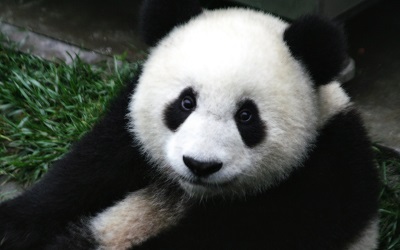 Home of the Giant Panda - Wolong National Nature Reserve (臥龍自然保護區)