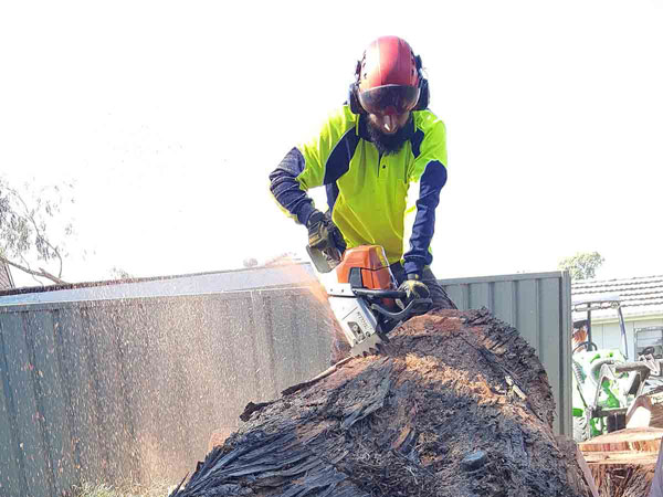 Solutions Arborist Services & Tree Removal