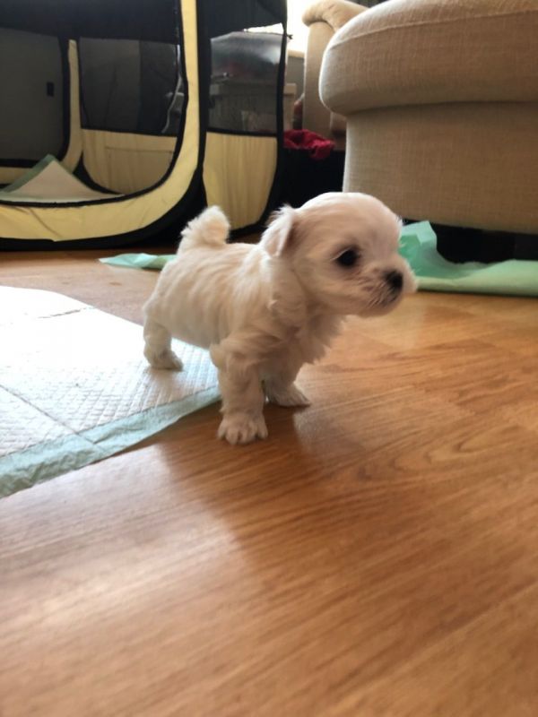 Cute maltese puppy for sell