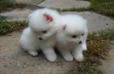 Pomeranian puppy for sale