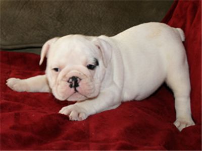 Male and female english bulldog pups for adoption