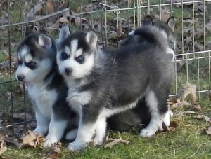 Companion Siberian Husky Puppies Available for adoption