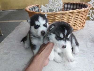 Siberian Husky Puppies - Puppies for Sale