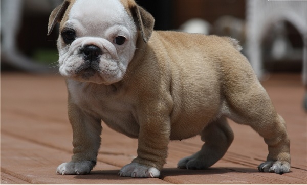 French bulldog puppy