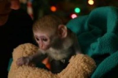 Cute Capuchin Monkeys For Free Adoption..