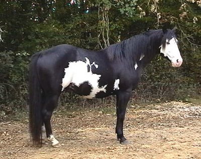 Painted horse