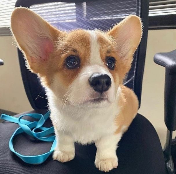 Beautiful Corgi puppies for adoption