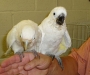 Lovable Umbrella Cockatoo parrots for homes