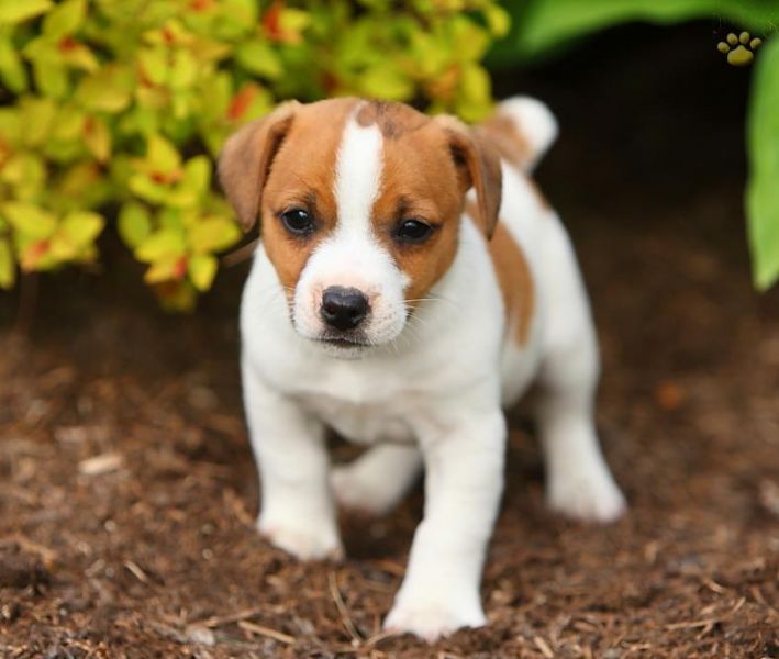 Affectionate Jack Russell Terrier puppies for sale .
