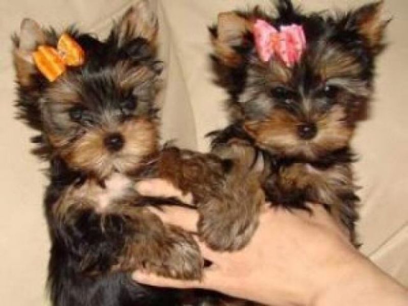 Mini Yorkie Puppies For Sale