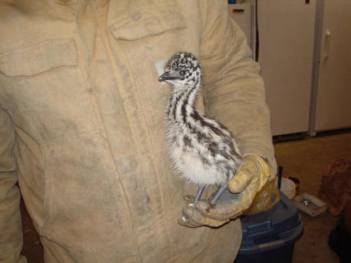 EMUS CHICKS FOR SALE Unsexed Baby Emu Chicks.