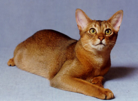 Good looking abyssinian kittens for home 