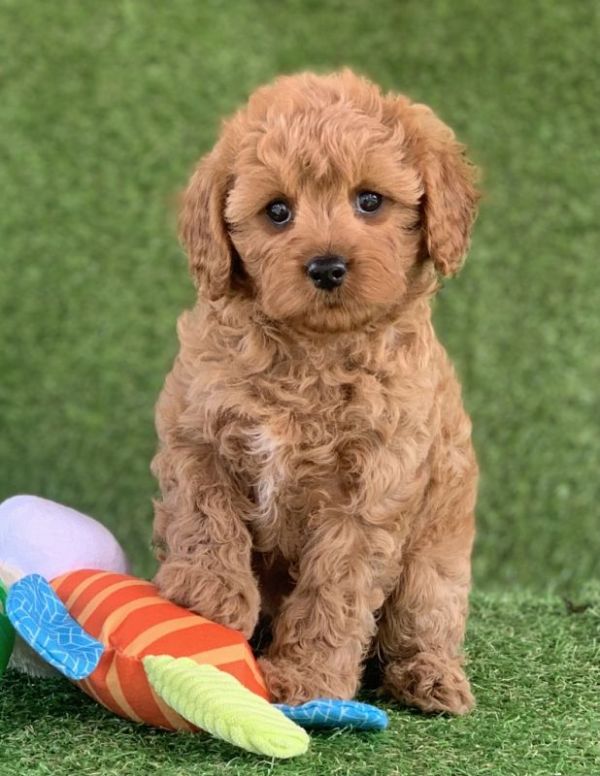 Gorgeous male and female Cavoodles Puppies