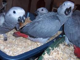 African Grey parrots , Macaw , Amazon , cockatoo and fertile eggs for sale