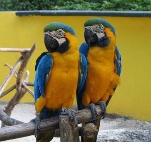 Well trained blue and gold macaw birds available