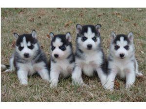 Beautiful, pure breed: Siberian husky puppies